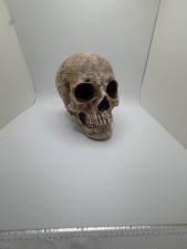 Realistic Human Skull Replica Halloween Decor Resin Indoor picture