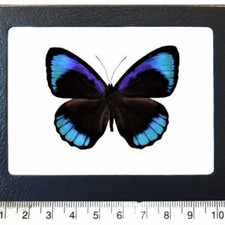 Eunica eurota blue black butterfly Peru FRAMED picture