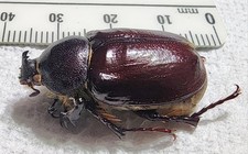 Megasoma sleeperi 27.80mm Male HUGE Rhino Beetle California Insect Dynastes picture