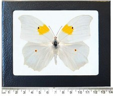 Anteos clorinde REAL FRAMED BUTTERFLY WHITE YELLOW PERU picture