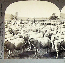Sheep Herd Ranch Montana Photograph Keystone Stereoview Card picture