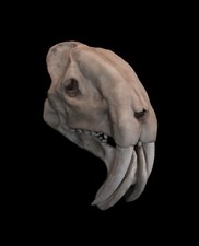 Thylacosmilus Atrox Skull Replica – Extinct Sabertooth Marsupial Display picture