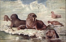 A/s MAUDE SCRIVENER TUCK Arctic Region No. 9187 WALRUS WALRUSES Postcard picture