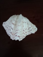 Bear Claw Clam Sea Shell (Hippopus Hippopus) picture