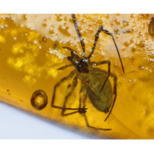 Real yellow Dominican amber true bug stone 25mm picture