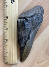 Real Fossilized Shark Tooth | 5in | ￼ Millions Of Years Old picture