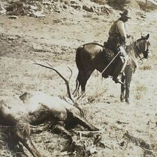 Montana Elk Hunt Cowboy Hunter Dragging Trailing to Camp Photo Stereoview E228 picture