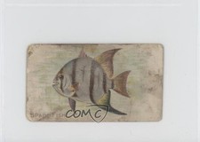 1910 ATC Series Sweet Caporal Factory 30 2nd Dist NY Back 1-100 Spade Fish 1t3 picture