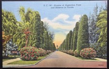 Avenue of Australian Pines and Hibiscus Florida Postcard Curt Teich Linen Era picture