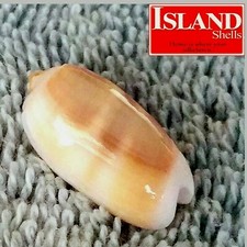 Oliva carneola #2  22.1mm GEM GORGEOUS BEAUTY from Vanuatu picture