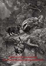 Dog Dachshunds Hunt Badger, Fierce Hunting Battle, Large 1890s Antique Print picture