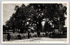 St Martinville Louisiana LA Evangeline Oak Historic Tree Postcard c1940s picture