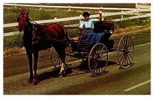 1969 Young Man In An Amish Courting Buggy In Pennsylvania Vintage Postcard picture