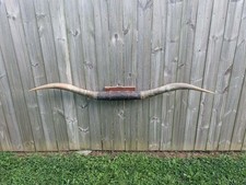 6' Huge 73 1/2