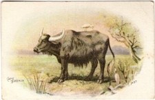 J12-A #6 Cape Buffalo, Cow Series, Dwight's Cow Brand Soda, John Dwight & Co. picture