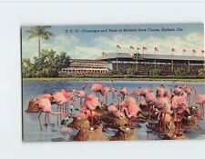 Postcard The Flamingos and Nests at Hialeah Race Course Hialeah Florida USA picture