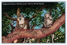 Taking Life Easy At Monkey Jungle South Miami Florida FL, Animals Postcard picture