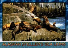Stellar Sea Lions Kenai Fjords Alaska Postcard picture