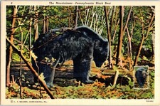 Vintage Postcard 1938 The Mountaineer - Pennsylvania Black Bear picture