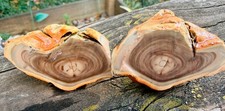 Blue Mountain Picture Jasper Matching Cut Pair Unpolished 3.53 oz Lapidary picture