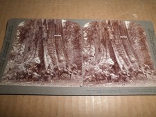 Old original Soldiers at General Grant Tree, General Grant N.P. Stereoview picture