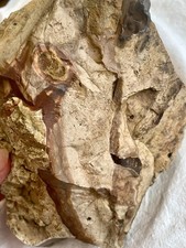 6.97 lb Biggs Picture Jasper  Lapidary Rough from Biggs, Oregon picture