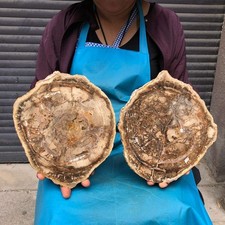 2pcs 7.12 LB Natural Petrified Wood Crystal Fossil Slice Crystal Specimen 6198 picture