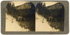 YELLOWSTONE STEREOVIEW - Gibbon Canyon & Bridge - OW Watson c1907 picture