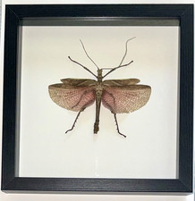 Framed Malayan Jungle Nymph (Heteropteryx dilatata) Stick Insect picture