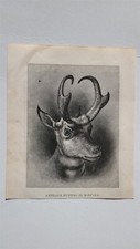 Antelope Hunting in Montana 1884 HW Sketch Print picture