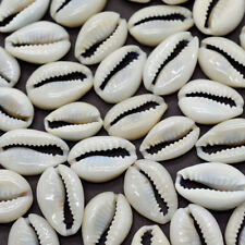 50Pcs Small Bulk Cut Sea Shell Cowrie Cowry Beach Jewelry DIY Finding  picture