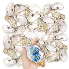 36PCS Oyster Shells 5