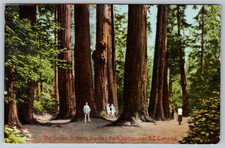 c1910s Stanley Park Seven Sisters Vancouver BC Coast Publishing Postcard picture