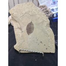 Fossilized Leaf (3lbs 1oz Speciman) picture