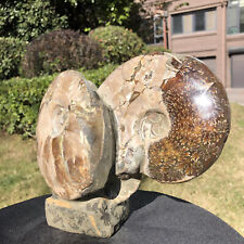 5.94LB   Natural Beautiful Ammonite Fossil Conch Crystal Specimen Healing picture