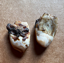 Elk Ivory Teeth  Pair - Set of 2 Natural Elk. Photo of Elk in photos. Uncleaned picture