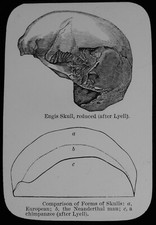ENGIS SKILL & COMPARISONS C1900 Magic Lantern Slide PREHISTORIC MAN picture
