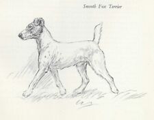* Smooth Fox Terrier (Left) - Vintage Dog Art Print - 1938 KF Barker 0810 picture