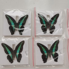 10 Real Common Bluebottle Butterfly Specimens Graphium sarpedon Spread A- DIY picture