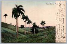 Postcard Puero Rico c1907 Royal Palms Scenic Hand Tinted RMS RPO Cancel Train 4  picture