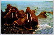Animal~Walrus Herd~Tusks 14 To 27 Inches Long & Weigh 7 To 9 lbs~Vintage PC picture