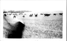 All American Cattle Grazing Grass Rural Americana Snapshot 1950s Vintage Photo picture