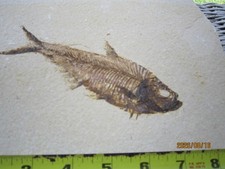 Great Diplomystus dentatus Fossil Fishes Green River Formation Wyoming picture