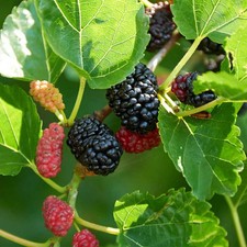 Black Mulberry Tree 30 seeds (Morus Nigra) / Hardy Edible Fruit & Shade Tree picture