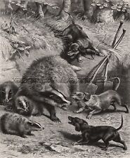 Dog Dachshund Dogs Fight Badger Mother & Babies, Large 1880s Antique Print picture