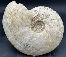 BIG 12” Texas Cretaceous Fossil Ammonite Eopachydiscus Marcianus,Duck Creek Fm picture
