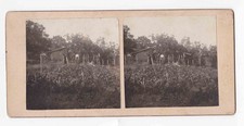 Harthaven Martha's Vineyard Stereoview Mihai Duncia 1906 Garden House picture