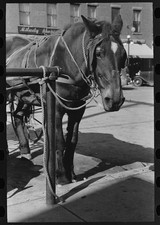 Photo:Bradford Vermont 1939 Horse Tied in Town Main Street picture