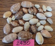 Lot Of 32 Tiger Cowrie Seashells (Cypraea tigris) varying sizes (#2430) picture
