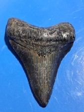 Nice Megalodon Found Diving The Cooper River 2.54 picture
